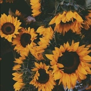 Meet your Posher, Isa